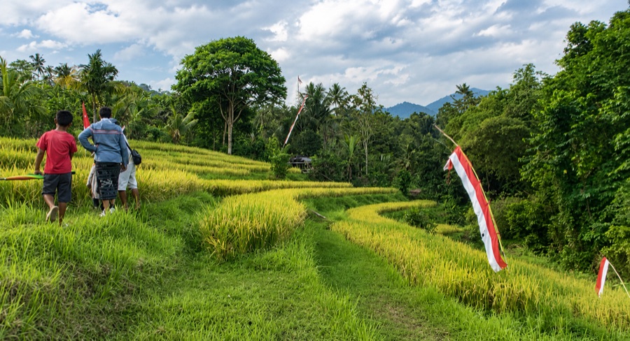 Rice fields and village land near Villa Hola Agung